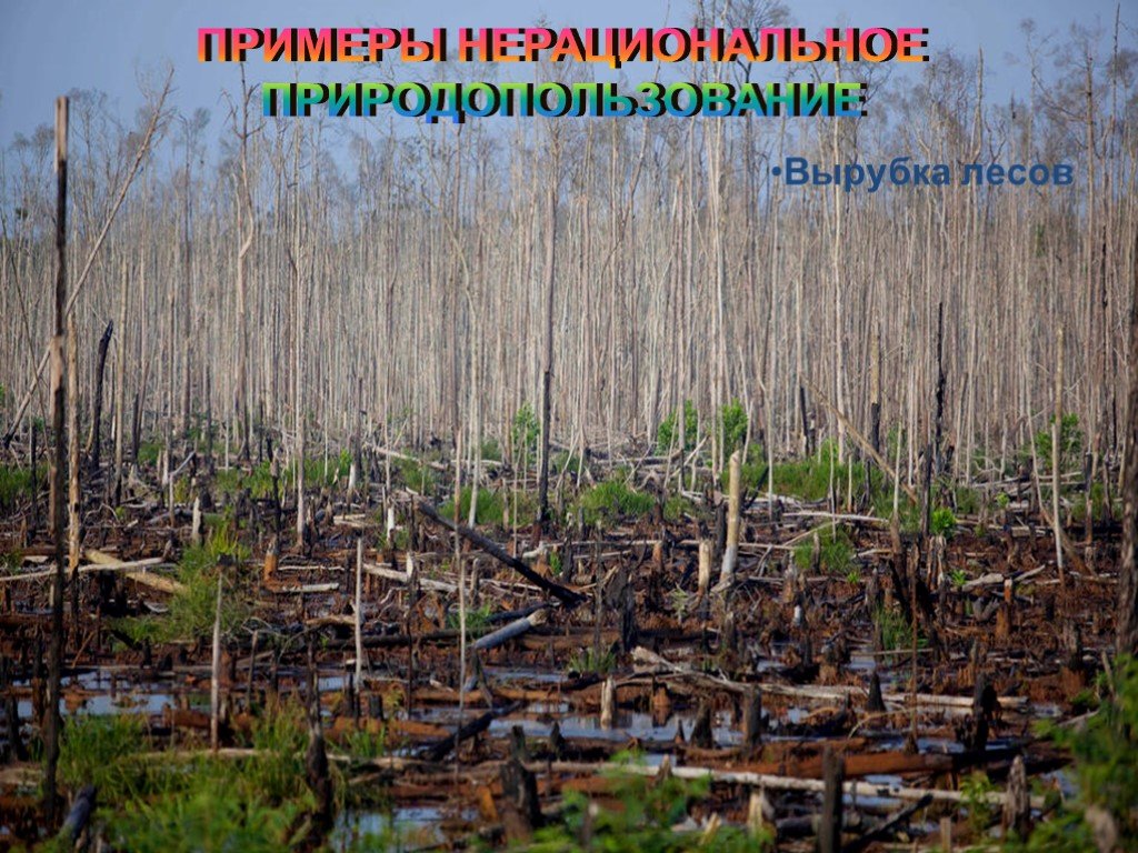 Болото проблем. Экологические проблемы. Экология леса. Последствия вырубки лесов. Экологическая проблема вырубки лесов.