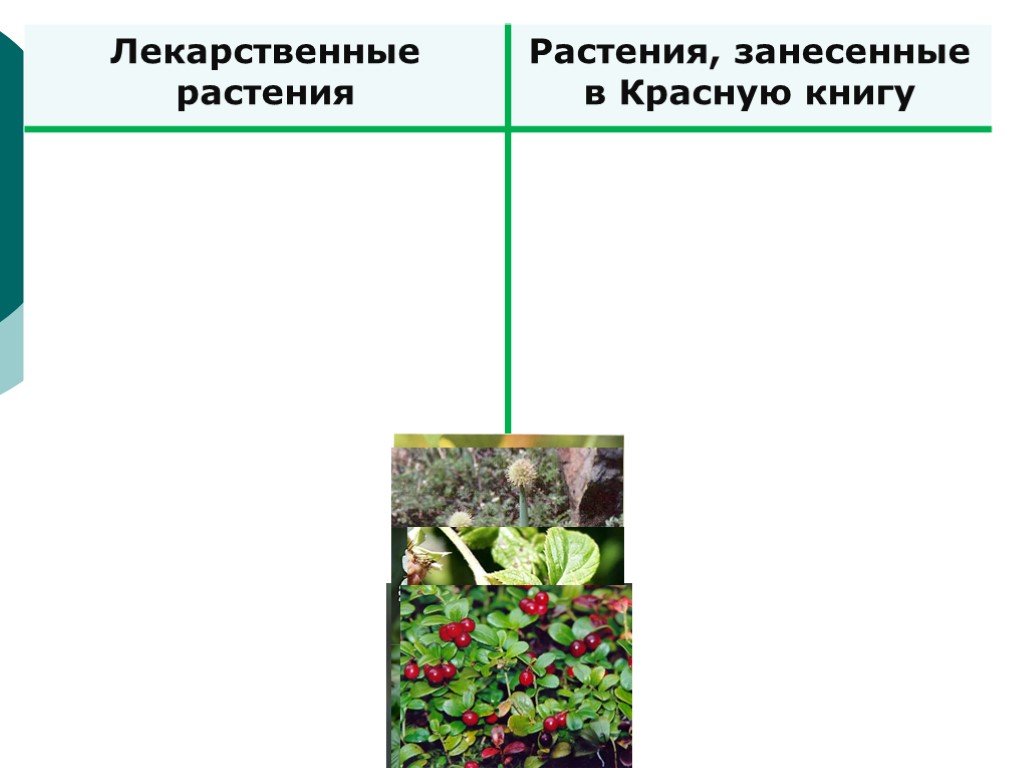 Проект по биологии красная книга растений