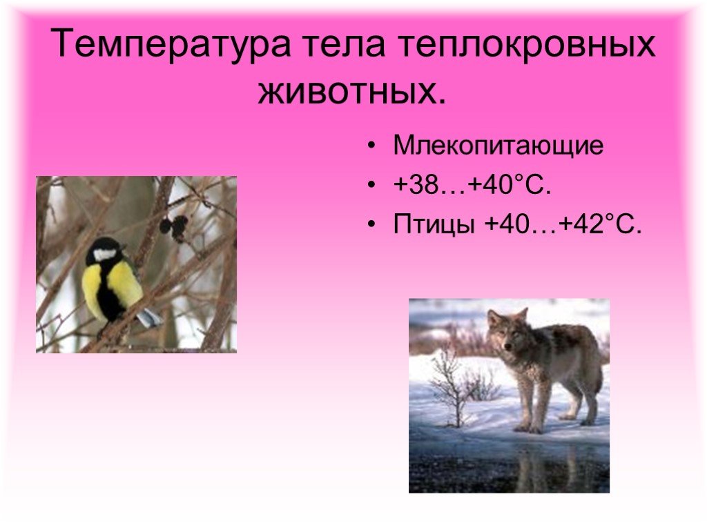 Какие животные относятся к теплокровным. Температура тела теплокровных животных. Температура тела млекопитающих. Температура тела млекопитающих зверей. Теплокровные млекопитающие.