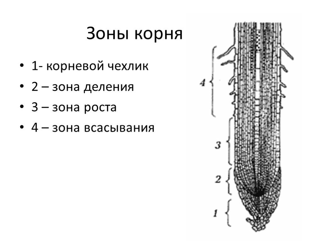 Зоны корня презентация 6 класс пасечник