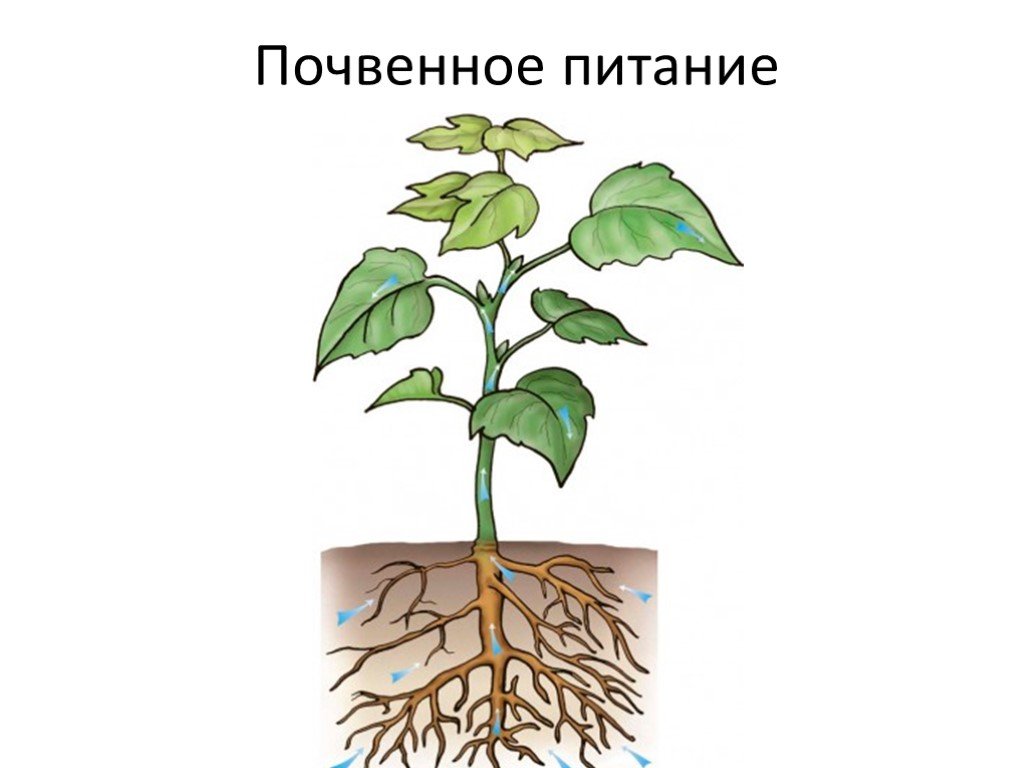 Обеспеченный корень. Корни цветкового растения. Питание растений. Почвенное питание растений. Корневое питание растений.