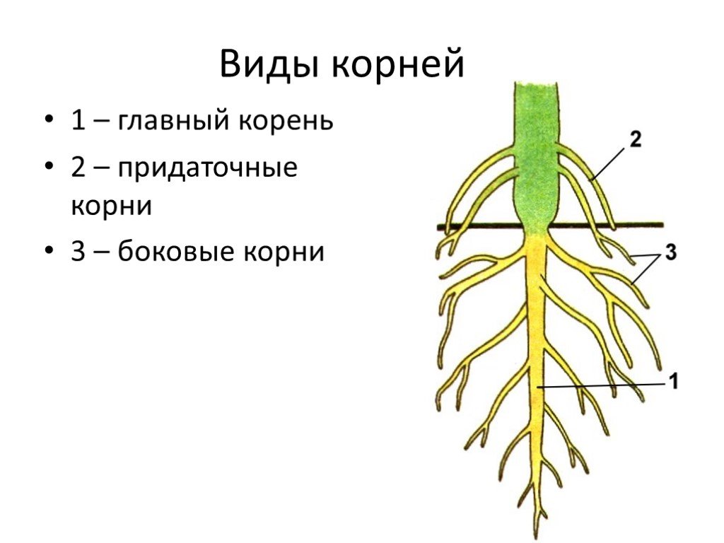 Рассмотрите рисунок что изображено на рисунке под цифрой 1 придаточный корень боковой корень