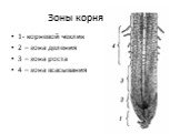 Зоны корня. 1- корневой чехлик 2 – зона деления 3 – зона роста 4 – зона всасывания