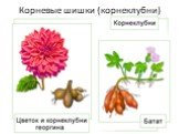 Корневые шишки (корнеклубни)