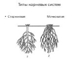 Типы корневых систем. Стержневая Мочковатая