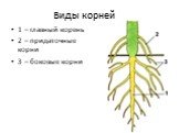 Виды корней. 1 – главный корень 2 – придаточные корни 3 – боковые корни