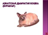 Азиатская дымчатая кошка (бурмуар)