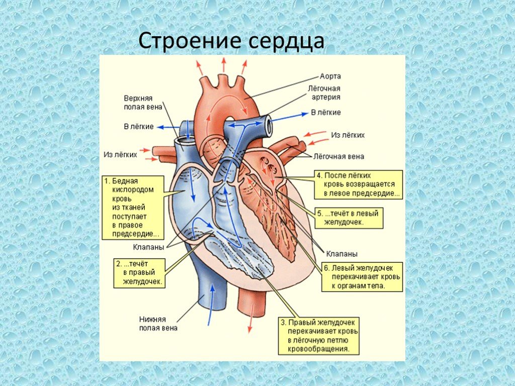 Сердце биология тест