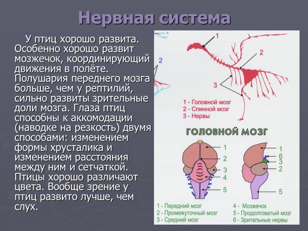 Класс птицы мозг. Нервная система птицы головной мозг. Тип нервной системы птиц. Нервная система птиц. Нервная система птиц схема.