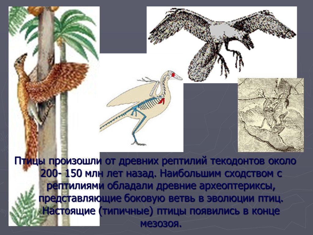 К чертам отличающим птиц от пресмыкающихся. Происхождение птиц. Птицы произошли от древних. Презентация по биологии о птицах. Эволюция птиц.