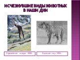 Исчезнувшие виды животных в наши дни. Пиренейский козерог 2000г. Яванский тигр 1994г.