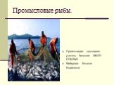 Промысловые рыбы. Презентацию составила учитель биологии МБОУ СОШ№3 Майорова Татьяна Борисовна