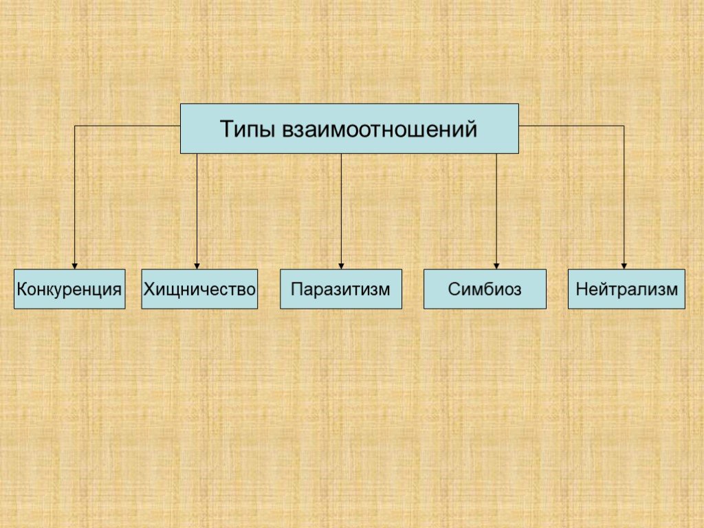 Типы взаимодействия. Типы взаимоотношений. Хищничество Тип взаимоотношений. Типы взаимоотношений конкуренция паразитизм симбиоз. Виды взаимоотношений животных.