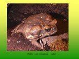 Жаба – ага (гавайская жаба)