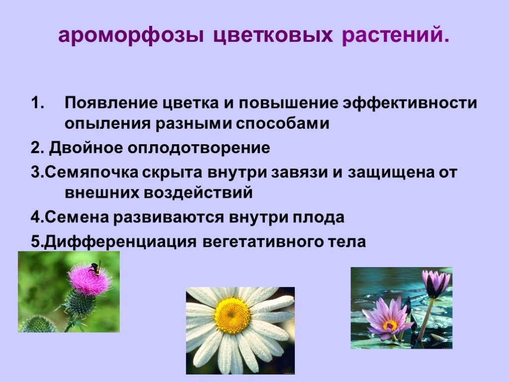 Ароморфоз покрытосеменных примеры. Амарфрз цветковых растений. Ароморфозы цветковых растений. Ароморфозы покрытосеменных. Появление цветковых растений.