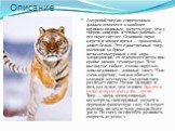 Описание. Амурский тигр по современным данным относится к наиболее крупным подвидам, шерсть гуще, чем у тигров, живущих в тёплых районах, а его окрас светлее. Основной окрас шерсти в зимнее время — оранжевый, живот белый. Это единственный тигр, имеющий на брюхе пятисантиметровый слой жира, защищающи