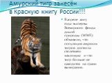 Амурский тигр занесён в Красную книгу России!!! В апреле 2007 года эксперты Всемирного фонда дикой природы (WWF) объявили, что популяция амурских тигров достигла столетнего максимума и что тигр больше не находится на грани вымирания.