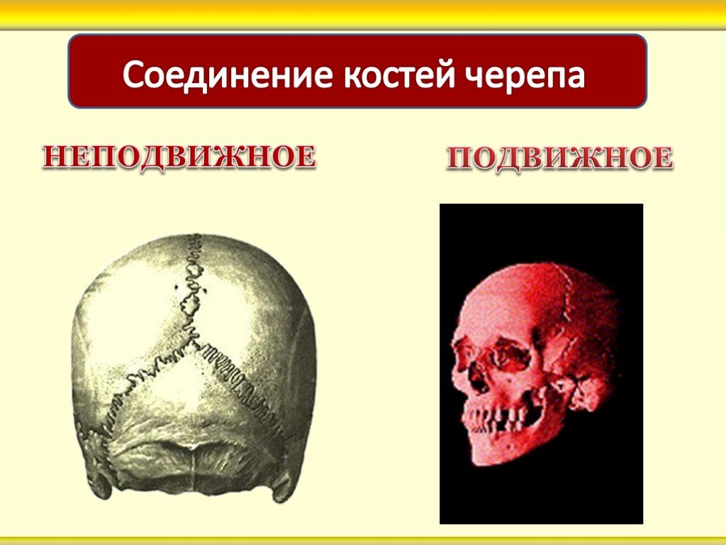 Подвижное соединение в черепе. Кости черепа Тип соединения. Соединение костей черепа человека. Тип соединения костей черепа. Соединения костей черепа анатомия швы.