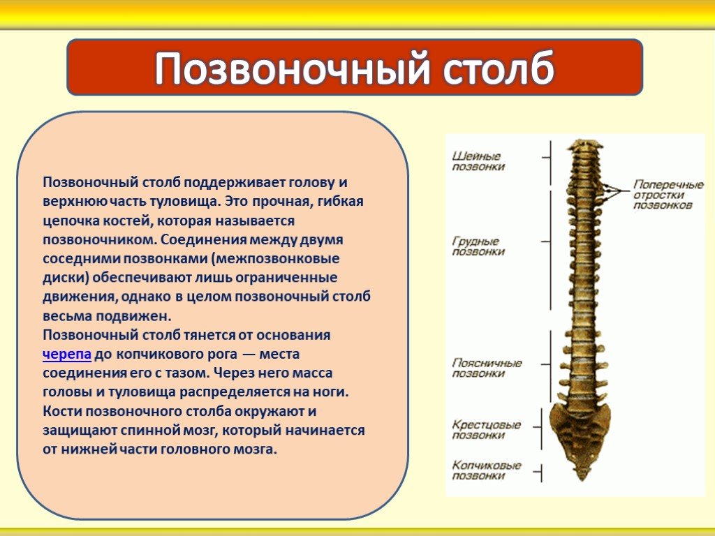 Позвоночник функции. Позвоночный столб фото. Позвоночный столб кости. Позвоночный столб анатомия кратко. Кости позвоночника кратко.