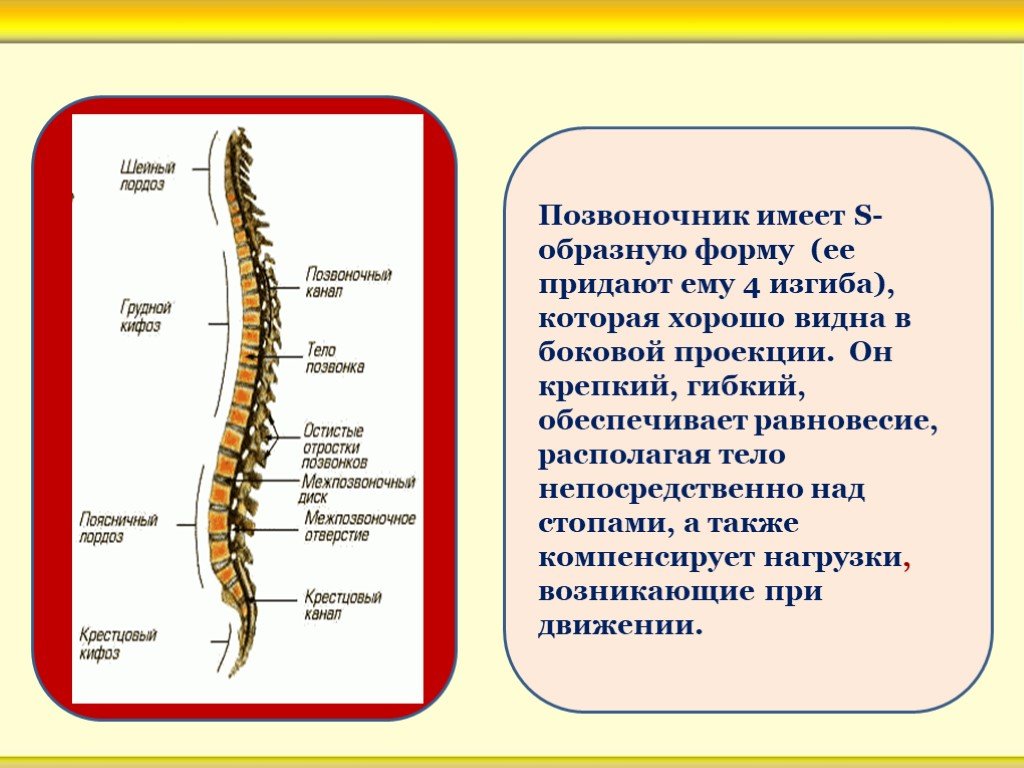 Позвоночник человека имеет. S образные изгибы позвоночника. S образная форма позвоночника. Позвоночник человека с образной формы. С-образный изгиб позвоночника.