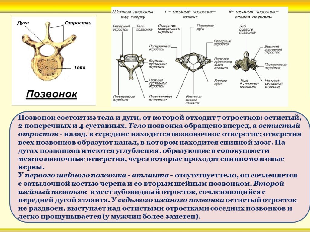 Состоит из образующих. Отростки дуги позвонка. Позвонок состоит из тела дуги и отростков. Позвонки состоят из тела дуги и. Дуги позвонков образуют.