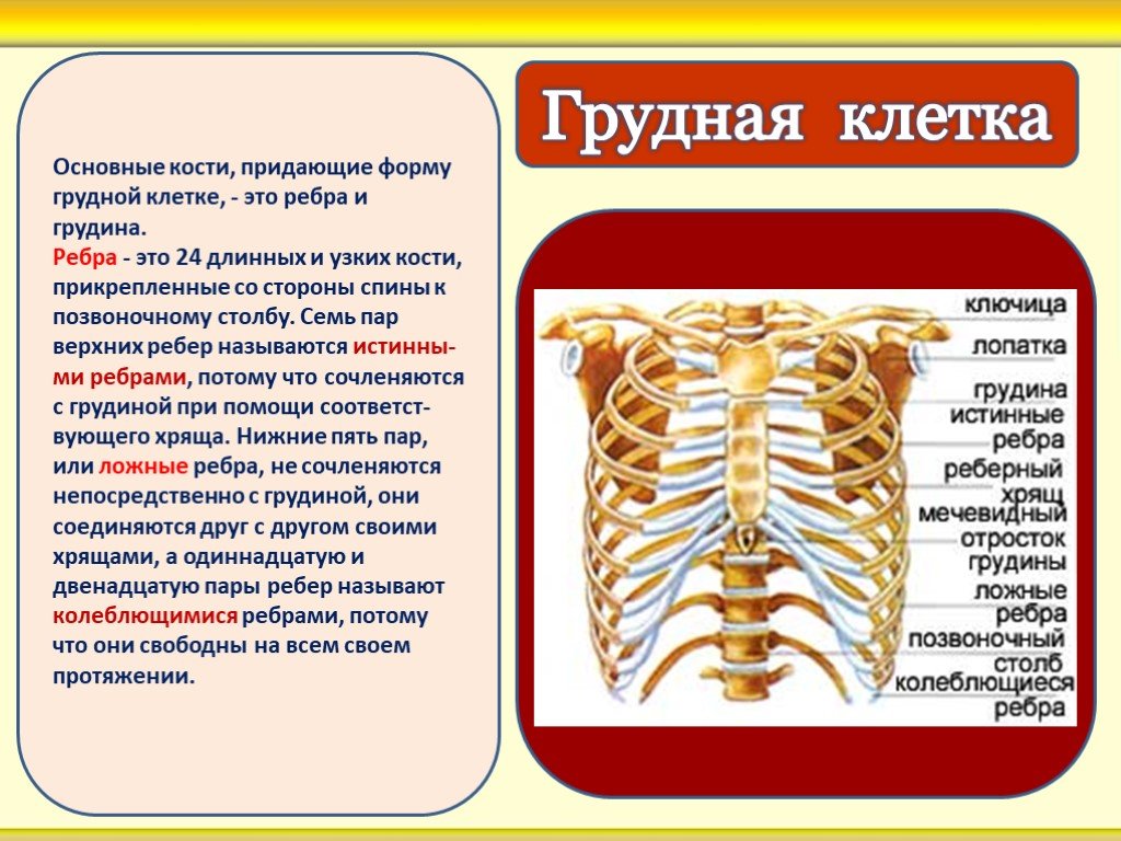 Презентация опорно двигательная система человека 8 класс