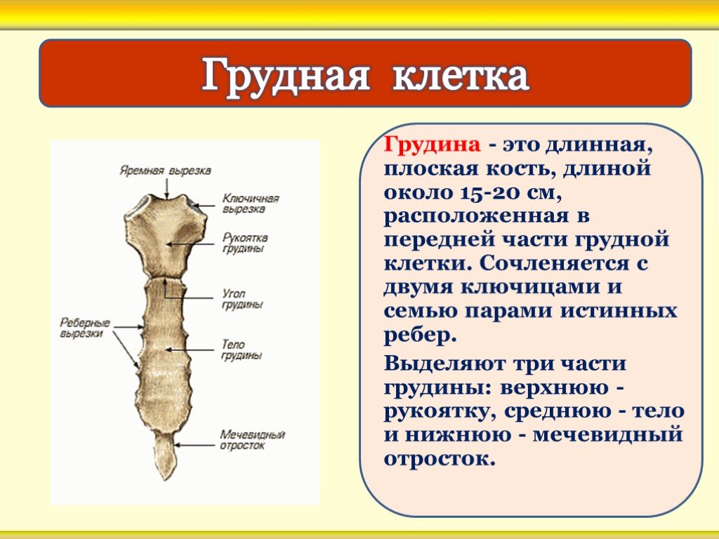 Функции плоских костей. Кости туловища. Части грудины. Грудина плоская кость. Каково строение грудины.