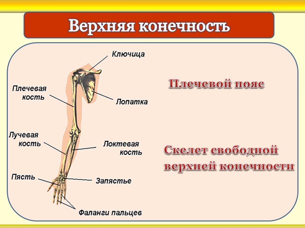 Найдите и назовите отделы свободной конечности. Скелет пояса верхних конечностей (плечевого пояса). Опорно двигательная система Верхние конечности. Опорно двигательная система скелет верхней конечности. Скелет свободной верхней конечности человека.