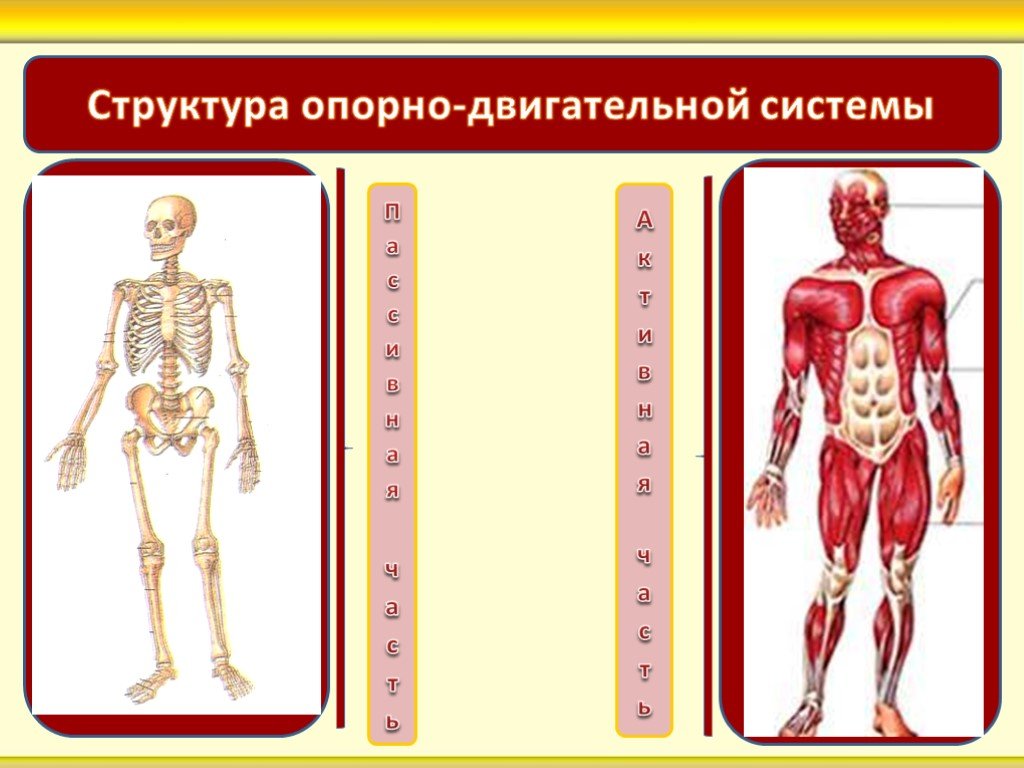 Рисунок двигательной системы. Опорно двигательная система. Опорно-двигательная система человека строение. Строение опорно двигательной системы. Структурная часть опорно двигательной системы человека.