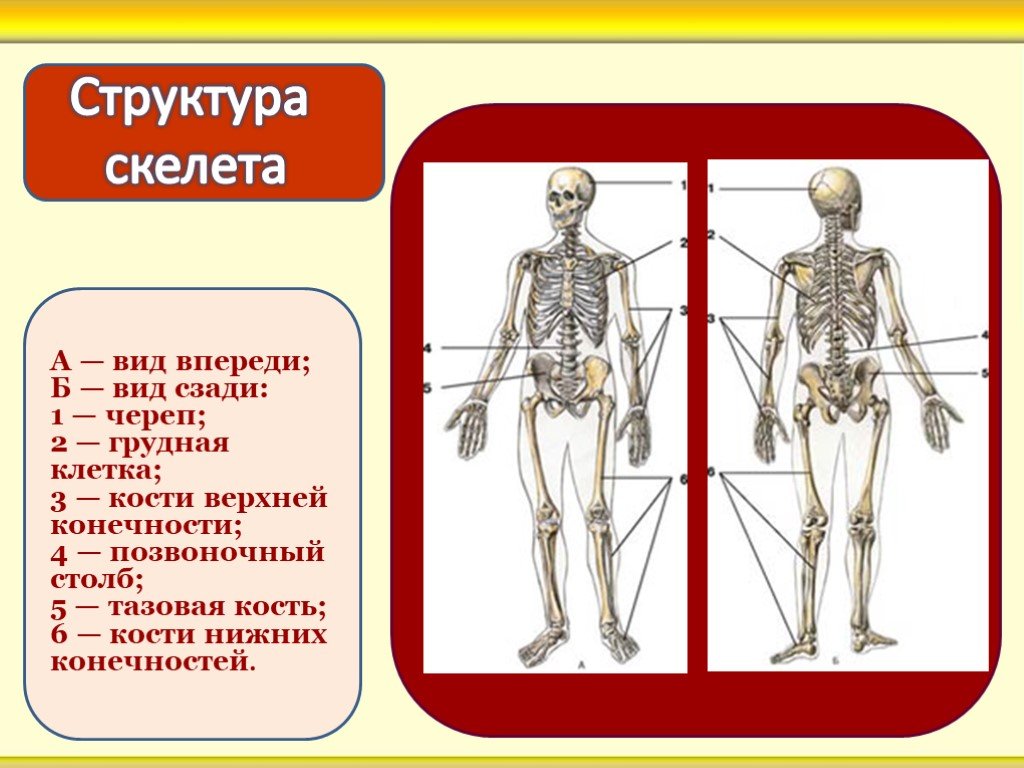 Типы скелетов. Типы строения скелета. Опорно двигательная система грудная клетка. Опрнодвигательная система конечности. Строение опорно-двигательной системы нижней конечности человека.