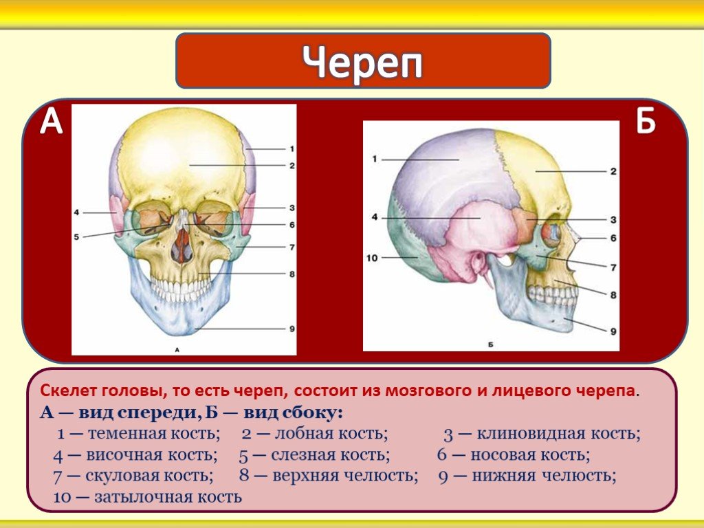Скелет головы функции. Опорно двигательная система строение черепа. Вид скелета головы спереди биология 8 класс. Скелет головы. Скелет головы череп.