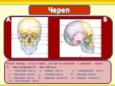 Скелет головы, то есть череп, состоит из мозгового и лицевого черепа. А — вид спереди, Б — вид сбоку: 1 — теменная кость; 2 — лобная кость; 3 — клиновидная кость; 4 — височная кость; 5 — слезная кость; 6 — носовая кость; 7 — скуловая кость; 8 — верхняя челюсть; 9 — нижняя челюсть; 10 — затылочная ко