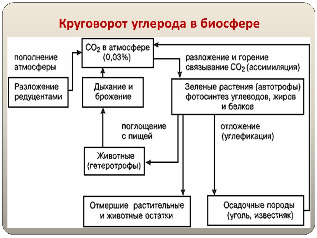 Последовательность этапов углерода. Круговорот углерода схема. Упрощенная схема круговорота углерода. Упрощенная схема углерода в биосфере. Круговорот углерода в биосфере схема.