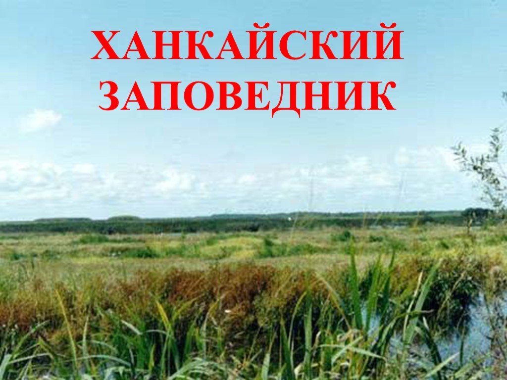 Ханкайский заповедник картинки