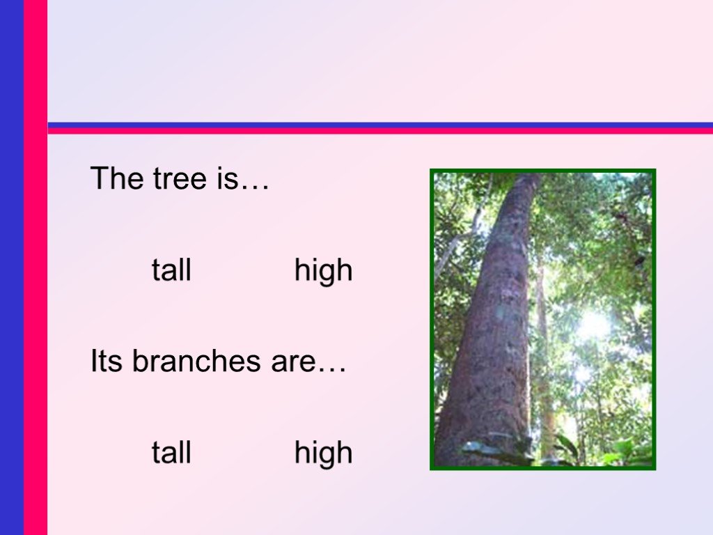 Английско русский tall. High Tall упражнения. High или Tall. Разница между Tall и High. Tree Tall или High.