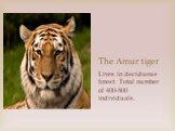 The Amur tiger. Lives in deciduous forest. Total number of 400-500 individuals.