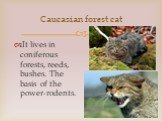 Caucasian forest cat. It lives in coniferous forests, reeds, bushes. The basis of the power-rodents.