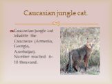 Caucasian jungle cat. Caucasian jungle cat inhabits the Caucasus (Armenia, Georgia, Azerbaijan). Number reached 6-10 thousand.