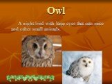 Owl. A night bird with large eyes that eats mice and other small animals.