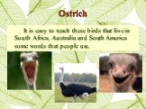 Ostrich. It is easy to teach these birds that live in South Africa, Australia and South America some words that people use.