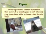 Pigeon. A bird lager than a sparrow but smaller than a crow.It is usually grey or dark-blue and grey, sometimes white or brown.often lives in cities.