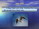 Sea gull. A large black and white bird that lives near the sea and has a loud voice.