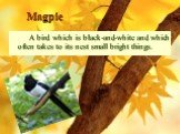 Magpie. A bird which is black-and-white and which often takes to its nest small bright things.