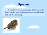 Sparrow. A small brown singing bird that lives in the field, has its nest in the grass and usually sings early in the morning.