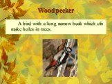 Woodpecker. A bird with a long narrow beak which cfn make holes in trees.