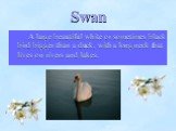 Swan. A large beautiful white or sometimes black bird bigger than a duck, with a long neck that lives on rivers and lakes.