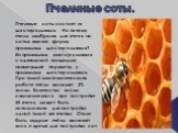 Пчелиные соты. Пчелиные соты состоят из шестиугольников. Но почему пчелы «выбрали» для ячеек на сотах именно форму правильных шестиугольников? Из правильных многоугольников с одинаковой площадью наименьший периметр у правильных шестиугольников. При такой «математической» работе пчёлы экономят 2% вос