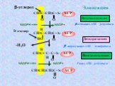 NADPH + Н+ NADP+ -H2O Элонгация Восстановление Дегидратация. -кетоацил-АПБ редуктаза.  -гидроксиацил-АПБ дегидратаза. Еноил-АПБ редуктаза