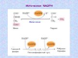 Источники NADPH Малат Пируват Глюкозо-6-фосфат Рибулозо-5-фосфат. Пентозофосфатный путь