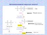 Активирование жирных кислот. Ацил-КоА-синтетаза. Пиро-фосфатаза Пирофосфат Жирная кислота АТФ. Ацил-аденилат (энзим-связанный). Ацил-КоА